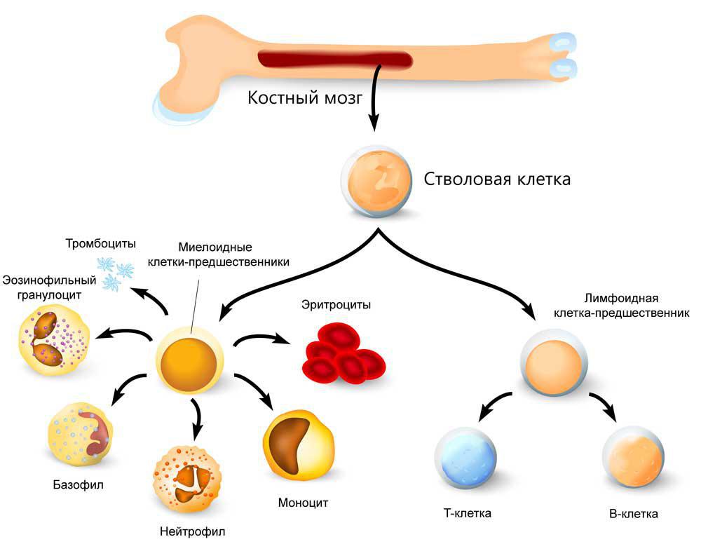 Клетки костного мозга